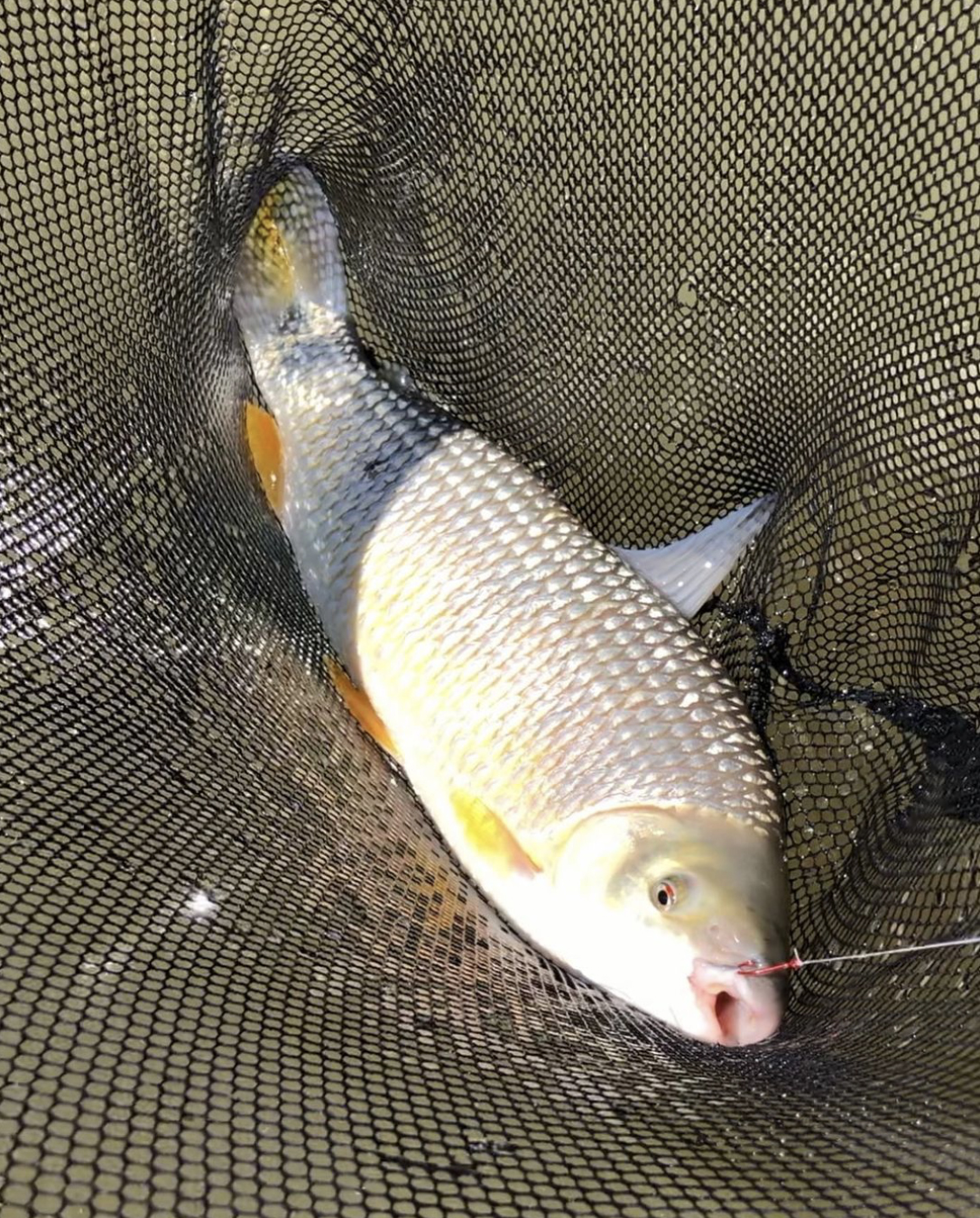 One of the most delicate fishing on the summer at Rio de la Plata. when the conditions are good                                 