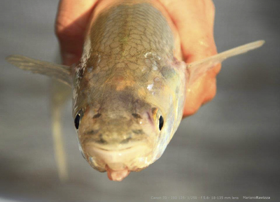 "Flecha de plata" means; "Silver Arrow". This is one of the most common nicknames of this exquisite fish